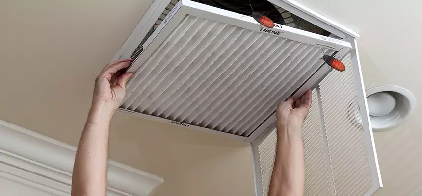 Our Insect Removal from Air Ducts Services in Des Moines, WA